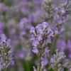 Lavandula angustifolia 'Ashdown Forest' -- Lavendel